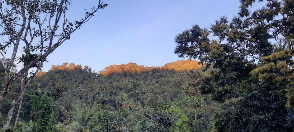 Linn View Home Stay Munnar Bagian luar foto